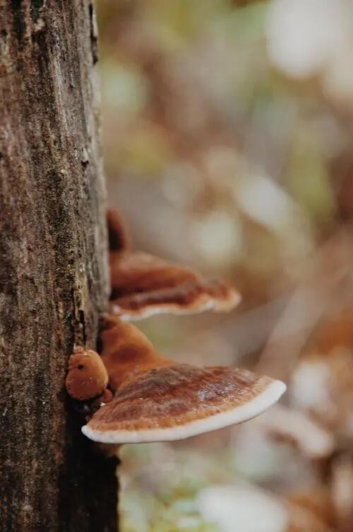 Reishi Mushroom Reishi Mushroom